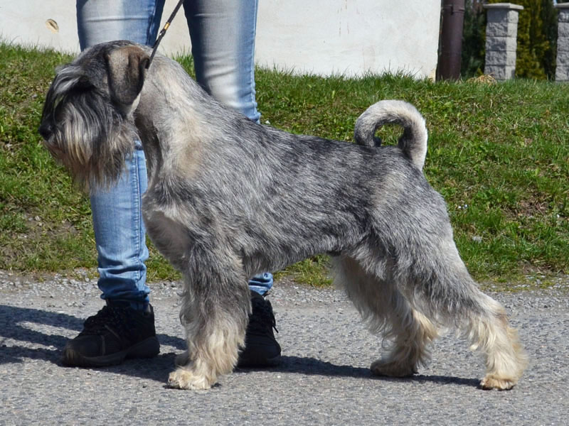 1429428456 ziggy bonitace1